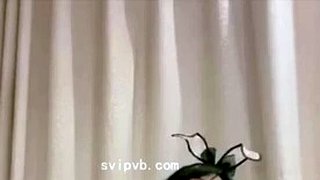 [Август Вэйян] Сексуальная анальная пробка с лисьим хвостом, много белой мякоти