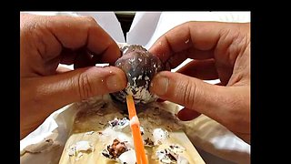 2x4 Cock Board, πολλά κόκορα