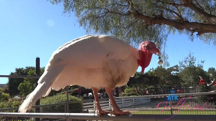 Dez Hansen behind the scenes trip to the farm and blowjob in the car POV: Porn